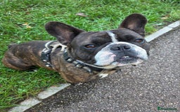 French Bulldog dogs for stud: Beautiful Boy Hercules Proven Stud  - Image 1