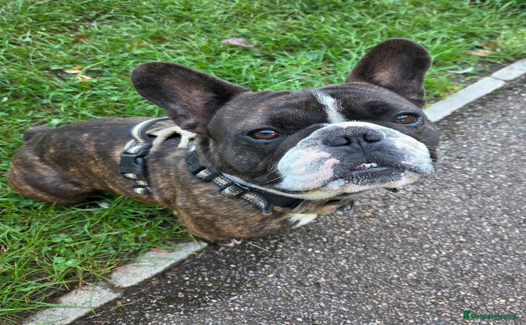 French Bulldog dogs - Advert 3