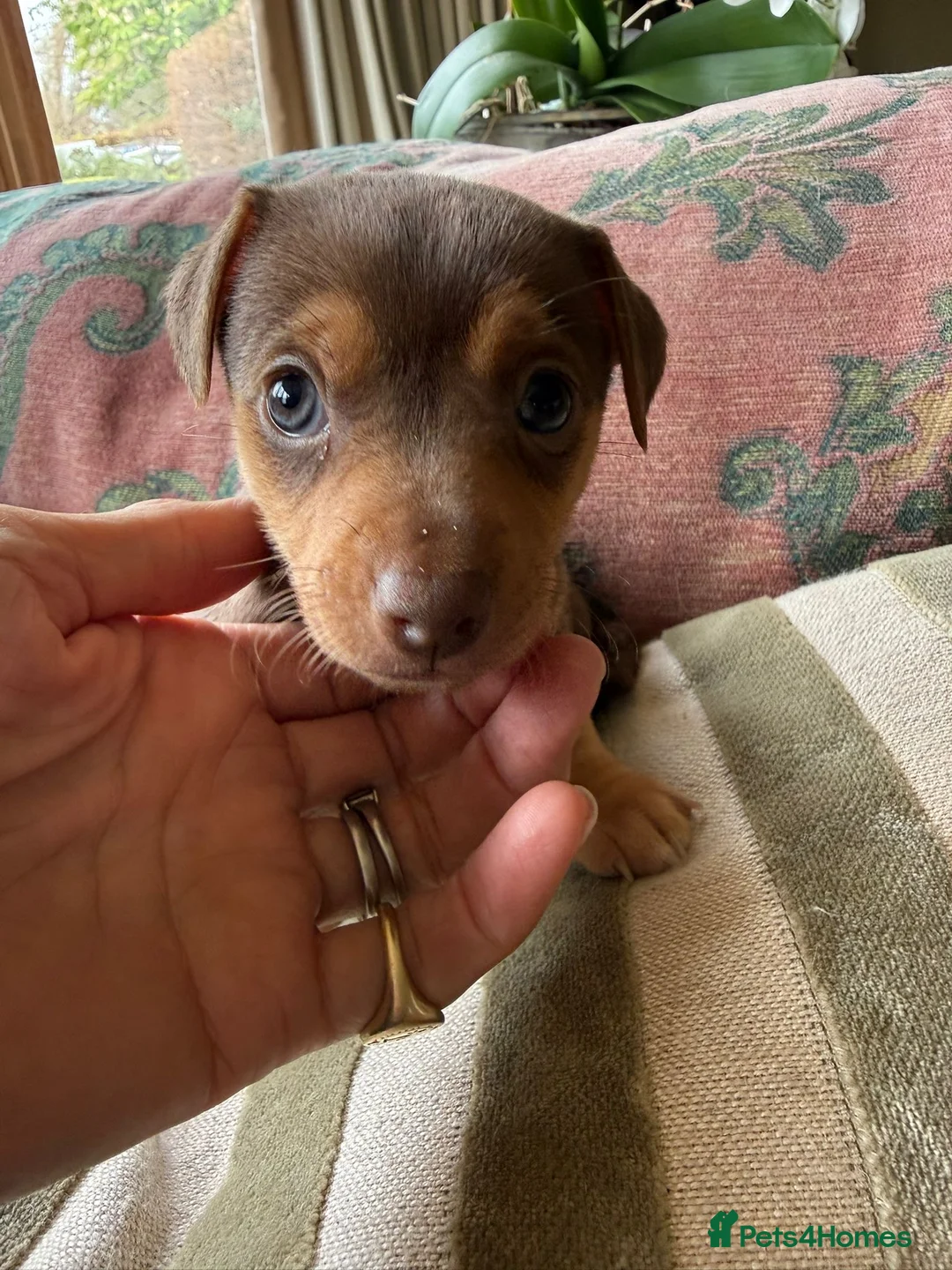 Jack Russell dogs for sale: Lovely Jack Russell Puppies - Ready Now! in Uckfield - Advert 8