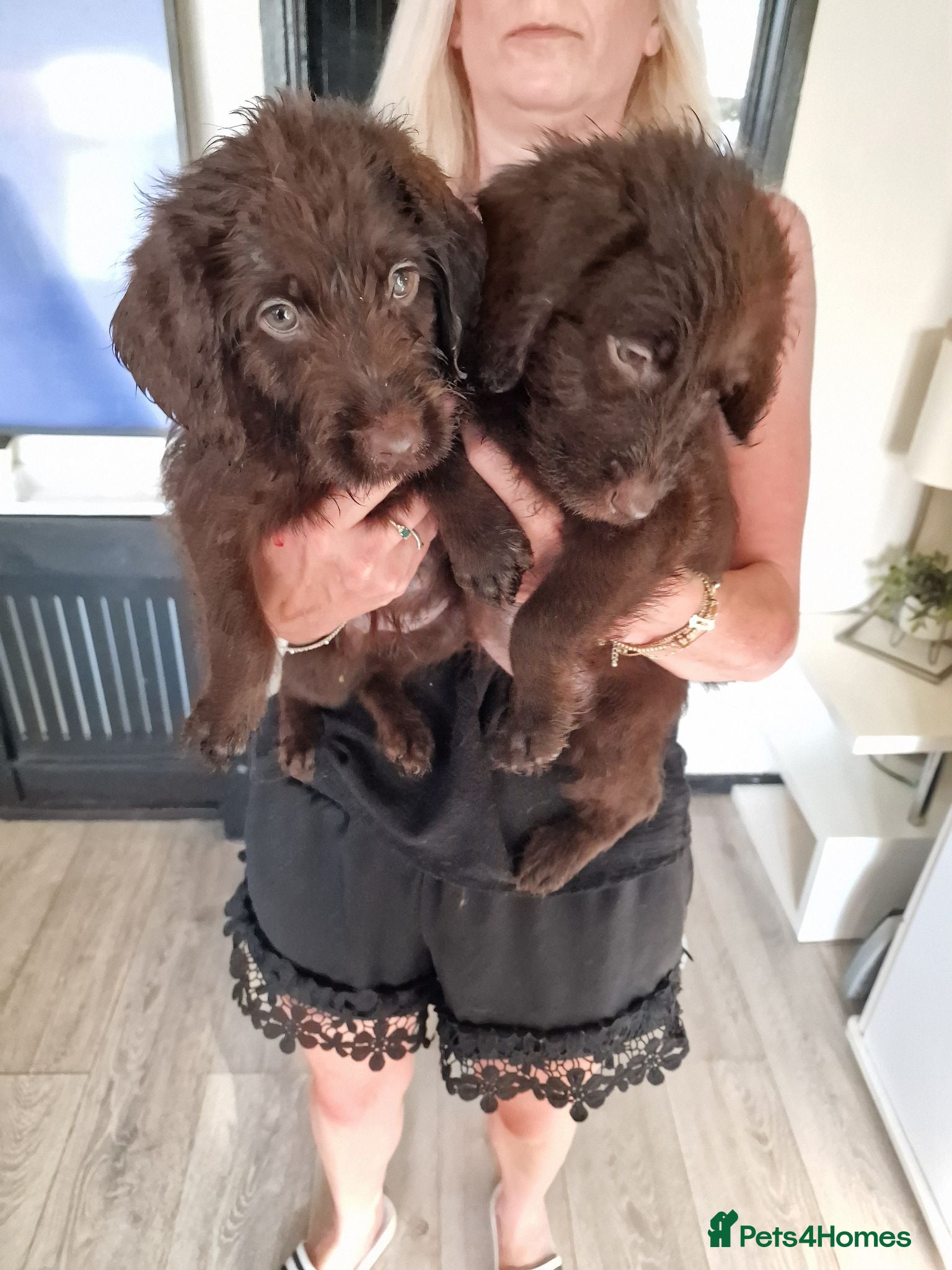 Labradoodle dogs Beautful home raised standard labradoodle puppies - Advert 9