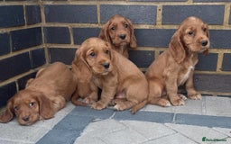 Cocker Spaniel dogs for sale: Gorgeous red cocker spaniels puppies  - Image 2