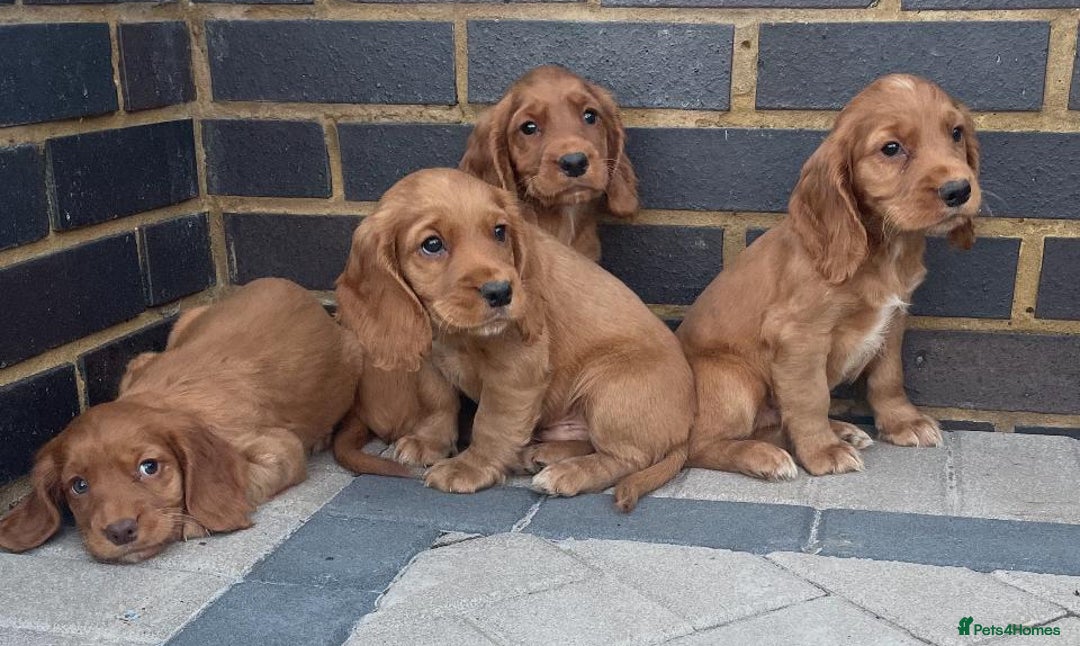 Cocker Spaniel dogs for sale: Gorgeous red cocker spaniels puppies  - Image 2