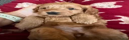Cockapoo dogs for sale: F2 Cockapoo Female puppy  - Advert 5