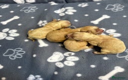 Cavapoo dogs for sale: Stunning F1 Cavapoos Females  - Image 2