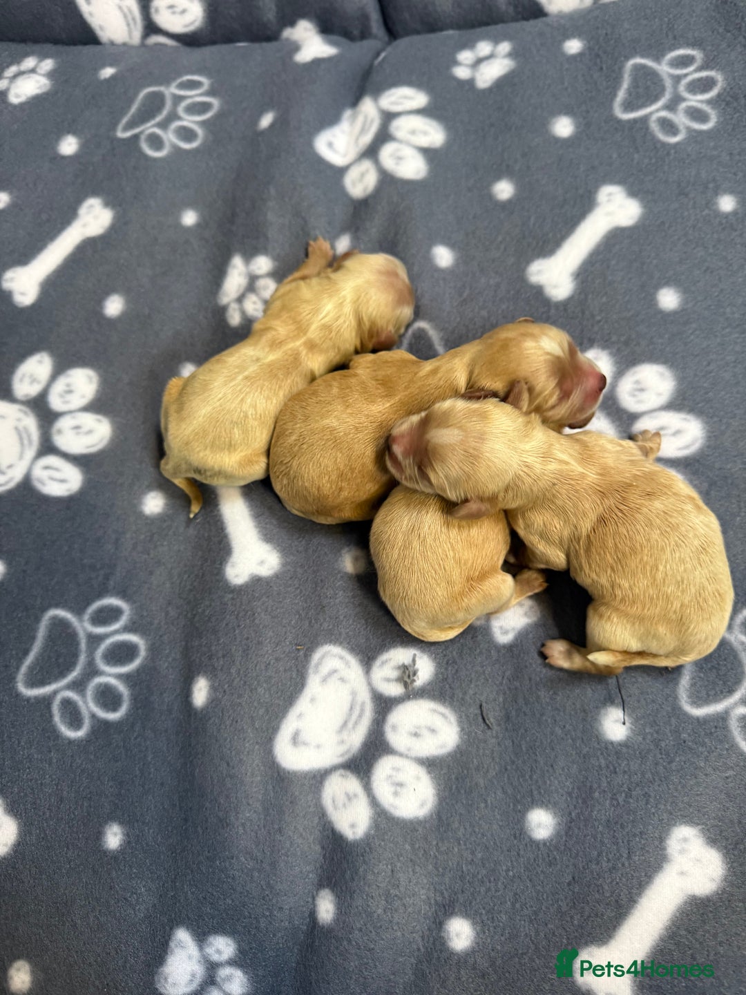Cavapoo dogs for sale: Stunning F1 Cavapoos Females  - Image 2