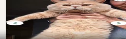Scottish Fold cats for sale: TICA /  Scottish fold x  BSH   - Advert 9