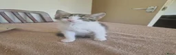 Mixed Breed cats for sale: Kittens for sale  in South Croydon - Advert 5