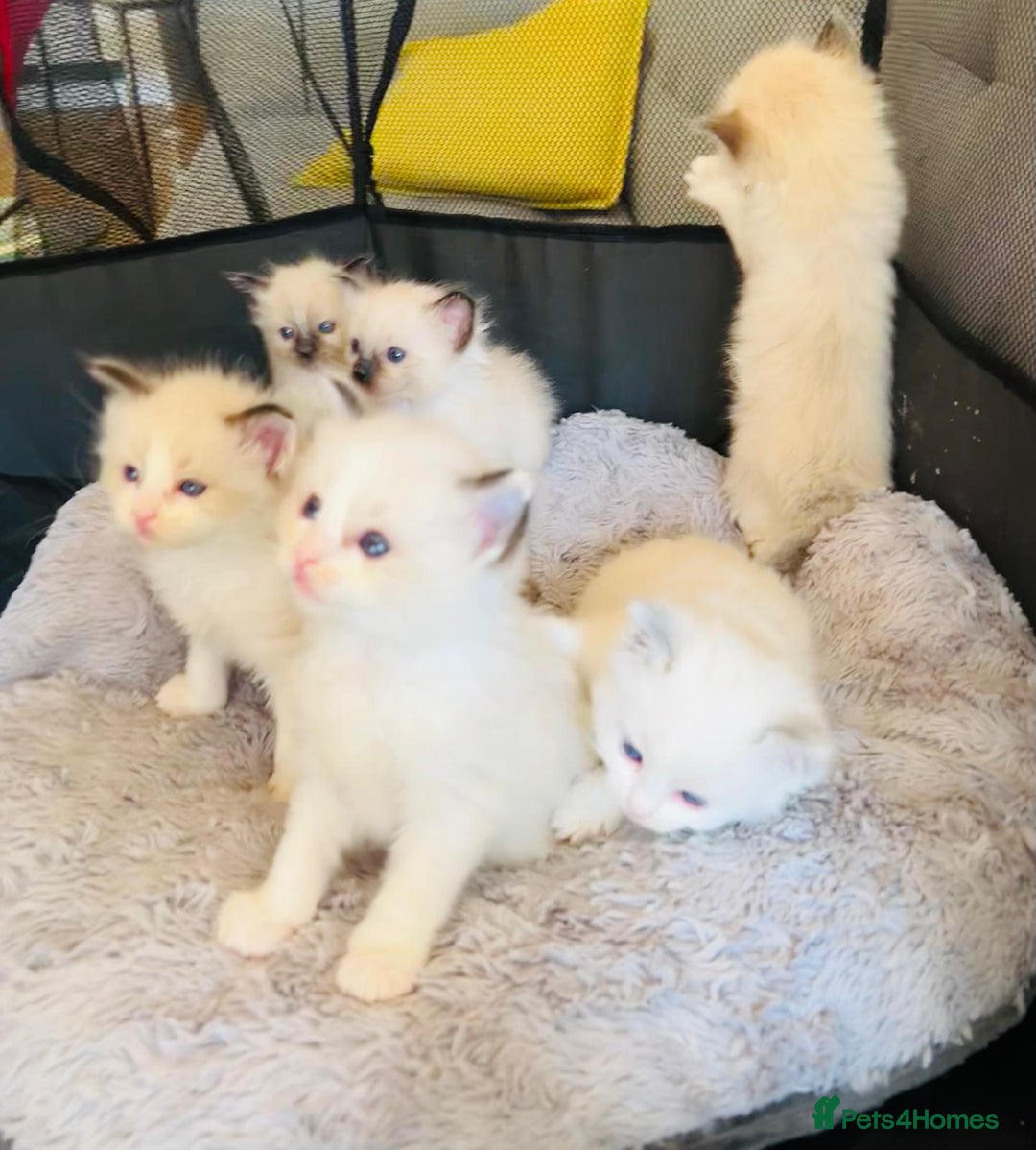 Ragdoll cats for sale: Pure Stunning Ragdoll Kittens - Advert 16