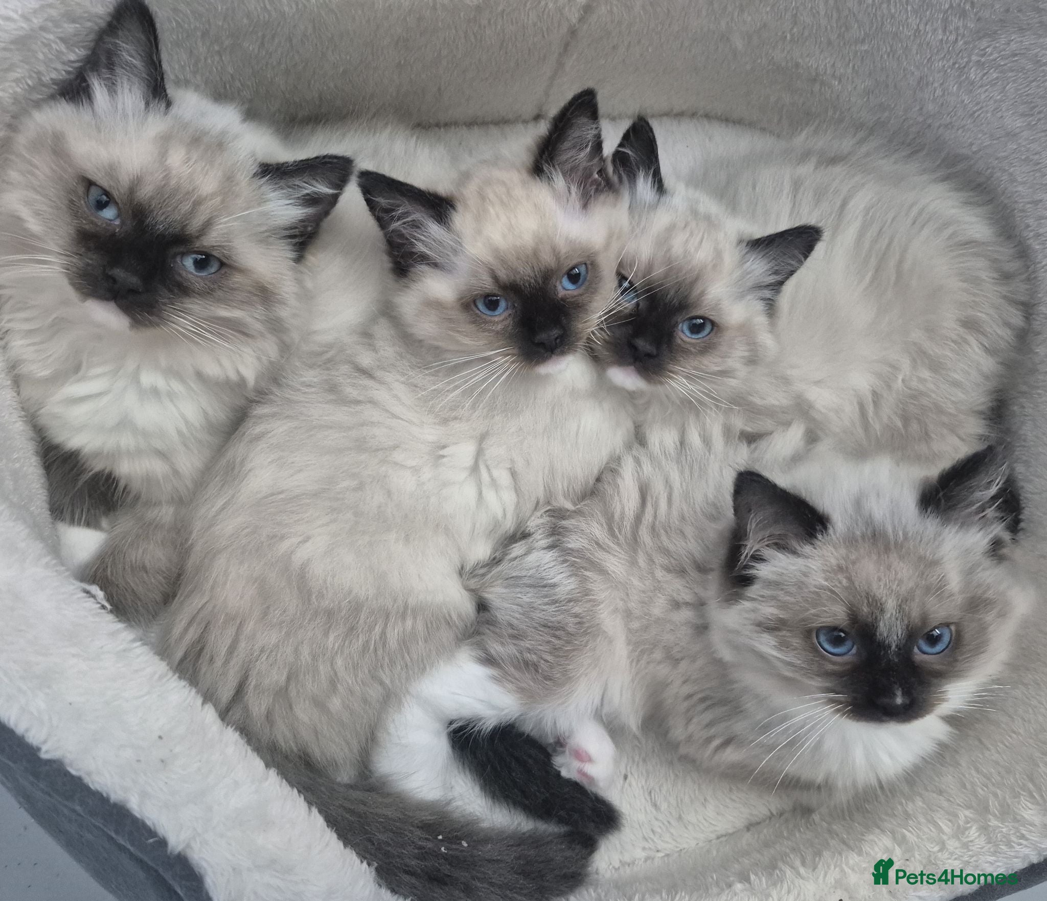 Ragdoll cats GCCF Reg. Ragdoll Kittens, Champion Bloodlines - Advert 12