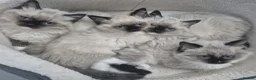 Ragdoll cats for sale: GCCF Reg. Ragdoll Kittens, Champion Bloodlines - Advert 1