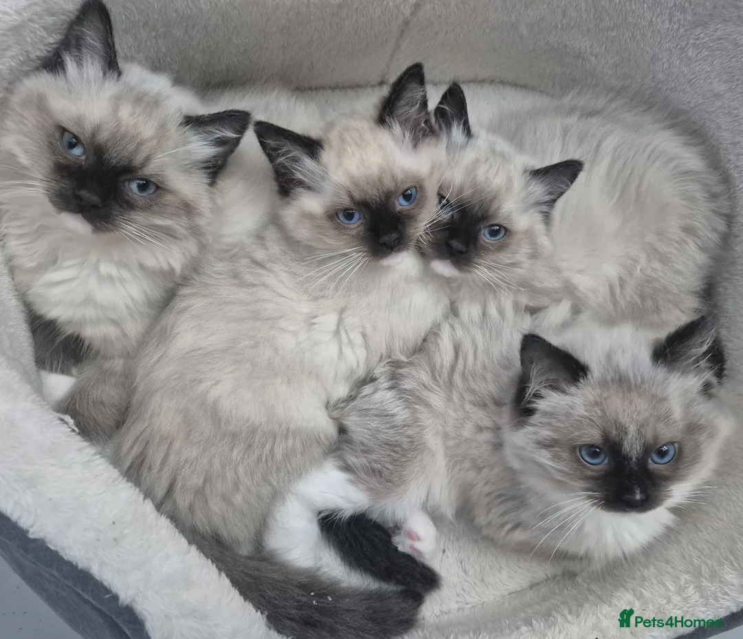 Ragdoll cats for sale: GCCF Reg. Ragdoll Kittens, Champion Bloodlines - Advert 1