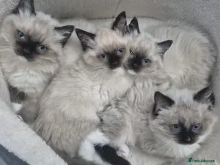 Ragdoll cats GCCF Reg. Ragdoll Kittens, Champion Bloodlines - Advert 4