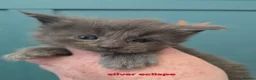 Maine Coon cats for sale: Blue & Blue Smoke Maine Coon Kittens Stunning Tica - Advert 6