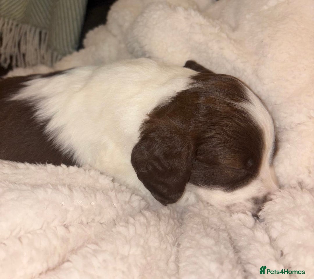 Sprollie dogs for sale: Sprollie  - Advert 16