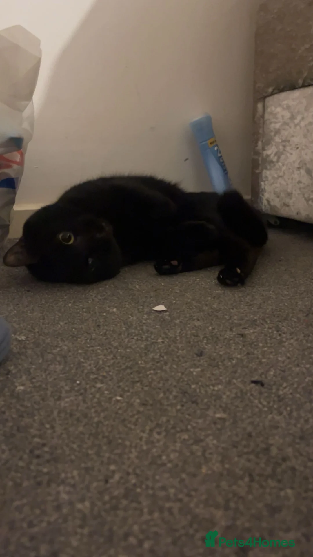 Mixed Breed cats for sale: loving black cat for rehoming - Advert 2