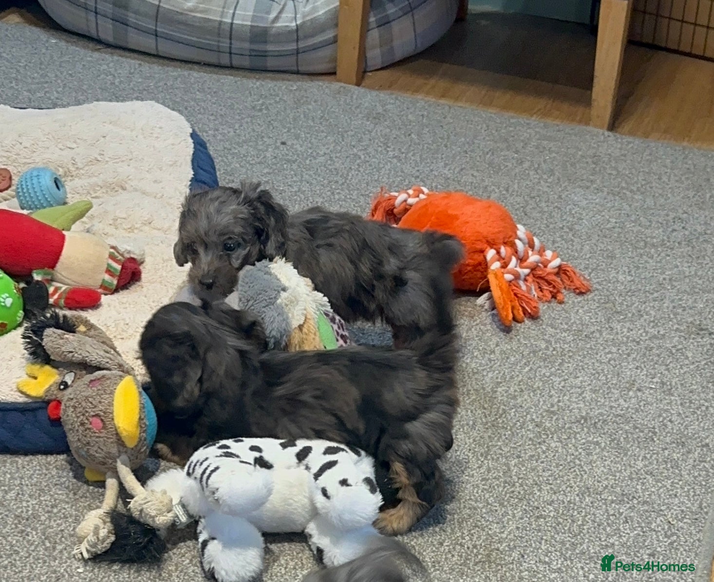 Doxiepoo dogs for sale: Stunning dachshund/poodle pups - Advert 16
