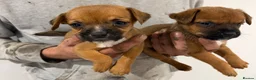 Mixed Breed dogs for sale: Border terrier x jack russel  - Advert 4