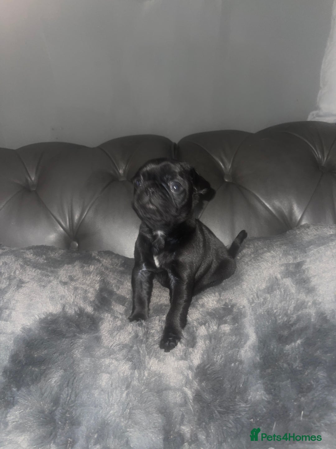Frug dogs for sale: 5 pug puppies  - Advert 14