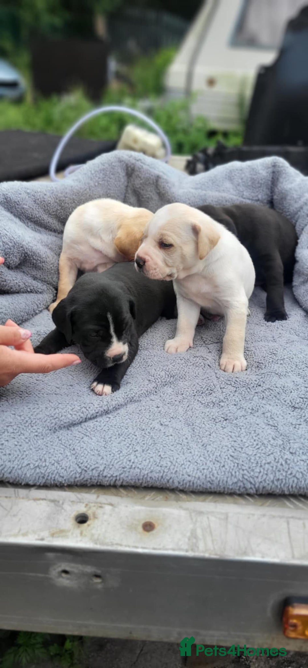 Mixed Breed dogs for sale: Ready to collect – Cane Corso puppies  - Image 24