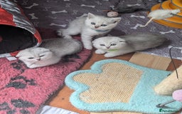 Scottish Fold cats for sale: 😻Scottish fold kittens😻 - Image 15