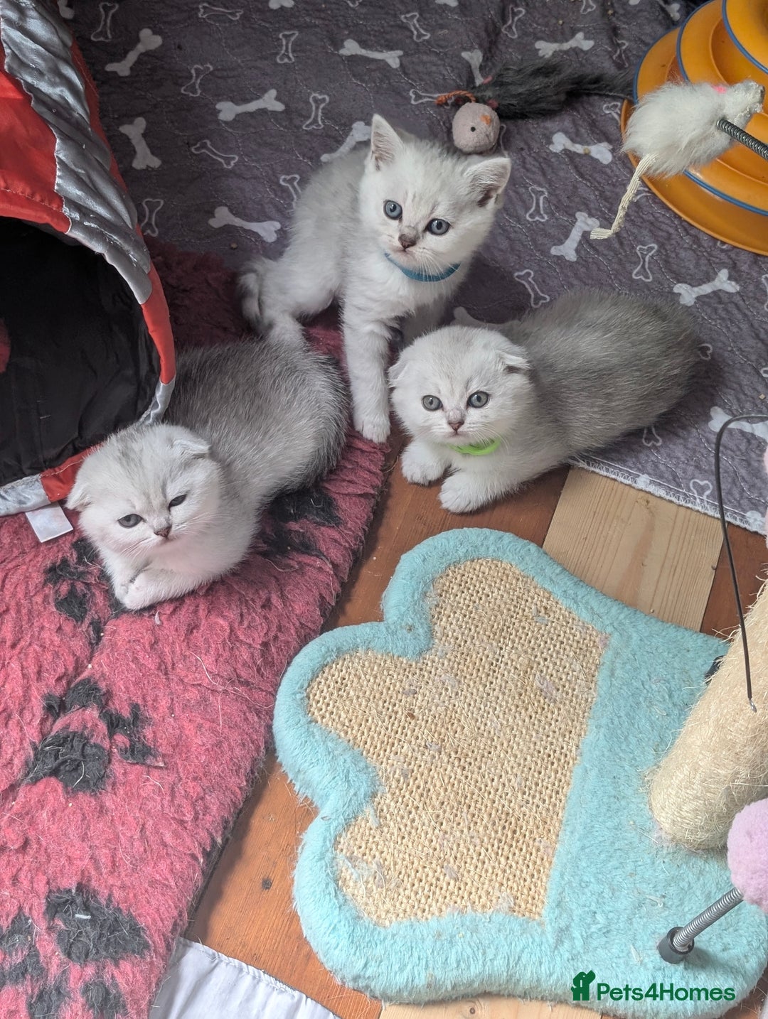 Scottish Fold cats for sale: 😻Scottish fold kittens😻 - Image 15