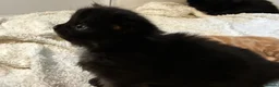 British Longhair cats for sale: Fluffy girl kittens  in Norwich - Advert 10