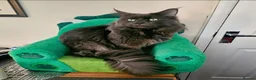 Maine Coon cats for sale: Maine Coon  - Advert 14