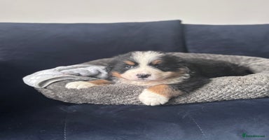Bernese Mountain Dog dogs - Advert 5
