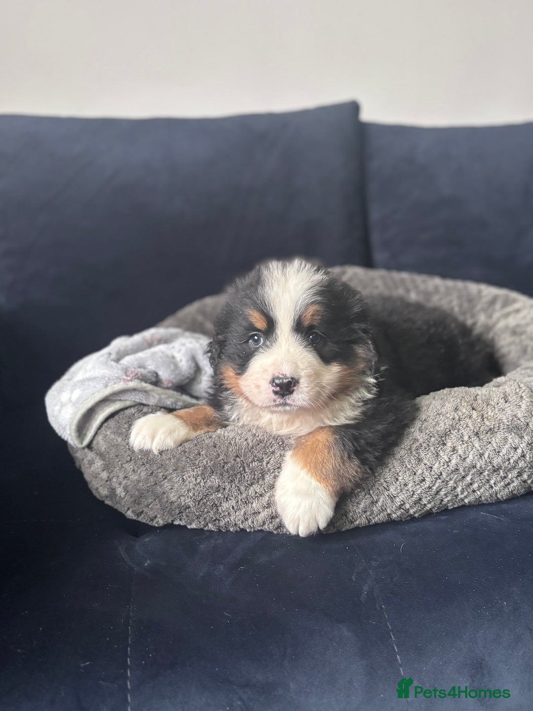 Bernese Mountain Dog dogs for sale: Fluffy Bernese Mountain Dog Girl Puppy - Image 7