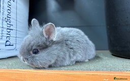 Netherland Dwarf rabbits for sale: Netherlands x lion heads  - Image 16