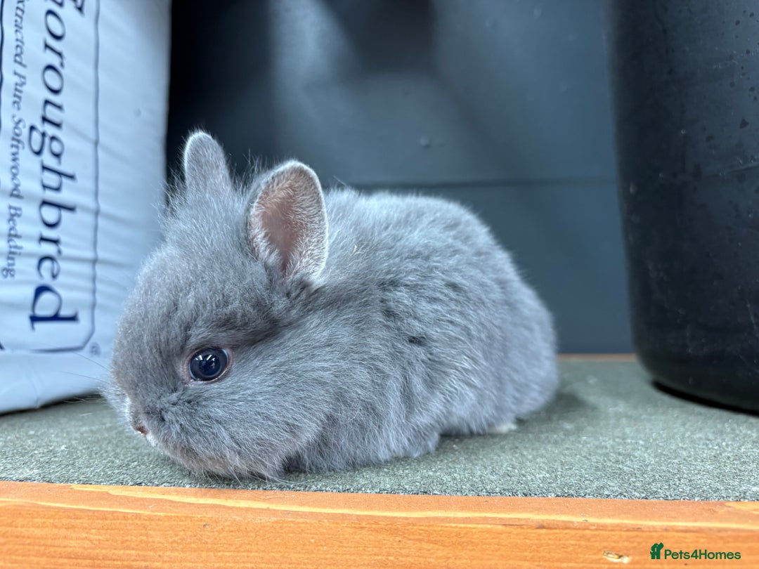 Netherland Dwarf rabbits for sale: Netherlands x lion heads  - Image 16