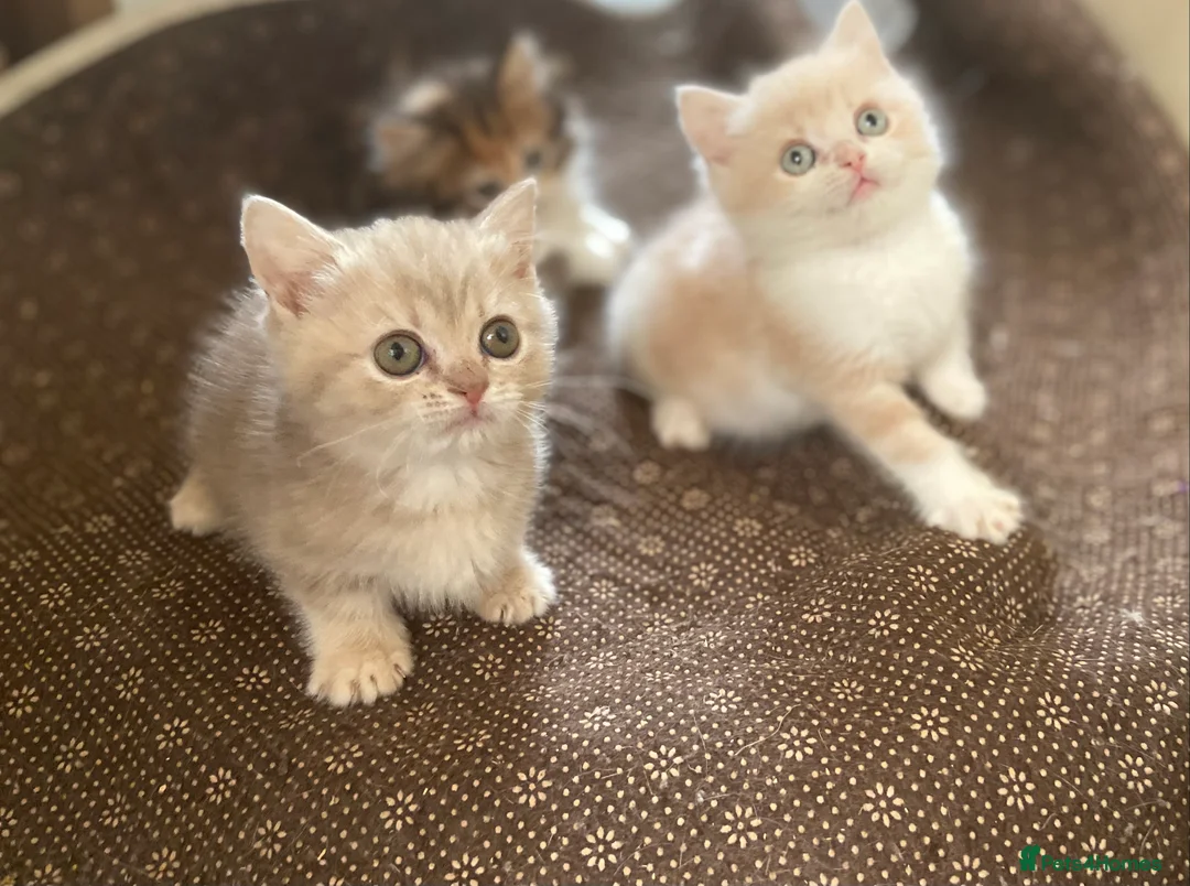 Munchkin cats for sale: Full Pedigree Munchkin Kittens - Advert 13