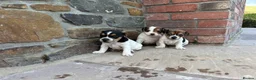 Jack Russell dogs for sale: 5 Jack Russel Puppy’s  - Advert 5