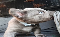 French Bulldog dogs for sale: Fluffy French bulldogs - Image 14