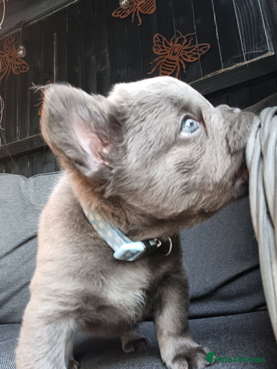 French Bulldog dogs for sale: Fluffy French bulldogs - Image 14