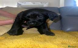 Goldador dogs for sale: GOLDADOR PUPPIES - Image 10