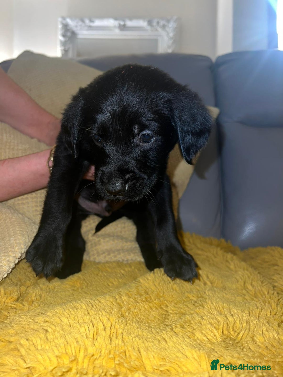 Goldador dogs for sale: GOLDADOR PUPPIES - Image 10