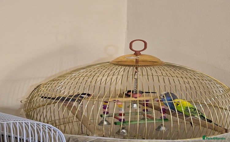 Mixed Breed birds - Advert 1