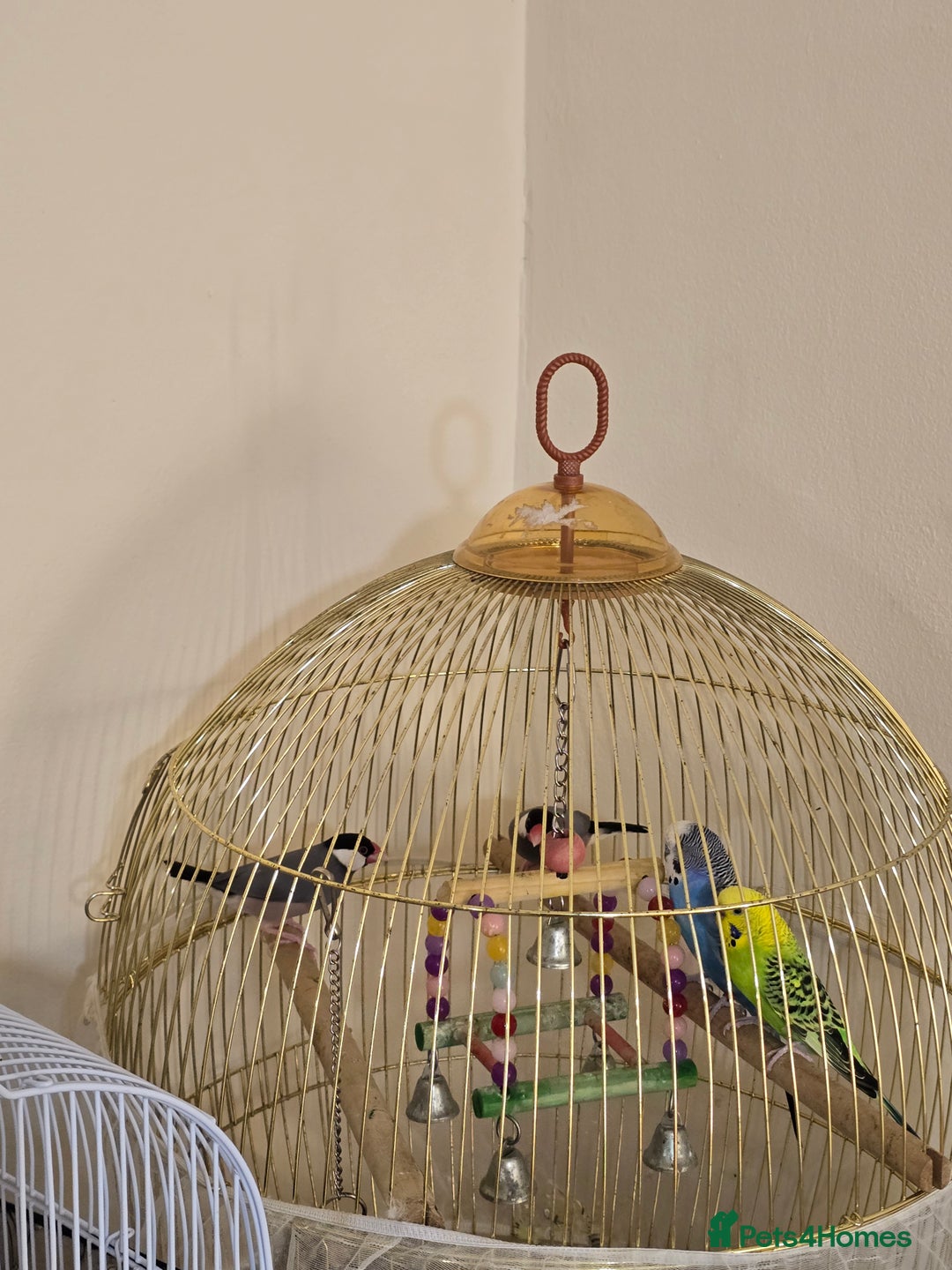 Mixed Breed birds for sale: parakeets and sparrows  - Image 1