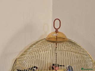 Mixed Breed birds - Advert 22