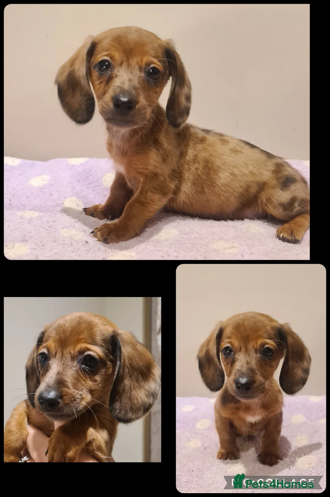 Miniature Dachshund dogs for sale: Beautiful bundle of boy mini daxies 5 boys left  - Advert 7