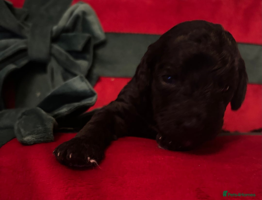 Cockapoo dogs for sale: ⭐️OUTSTANDING, HIGH QUALITY Cockapoo F1B Puppies⭐️ - Advert 9