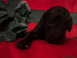 Cockapoo dogs ⭐️OUTSTANDING, HIGH QUALITY Cockapoo F1B Puppies⭐️ - Advert 14