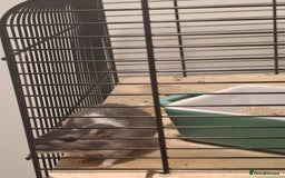 Gerbil rodents for sale: 2 gerbils 1 grey and white 1 black - Image 3