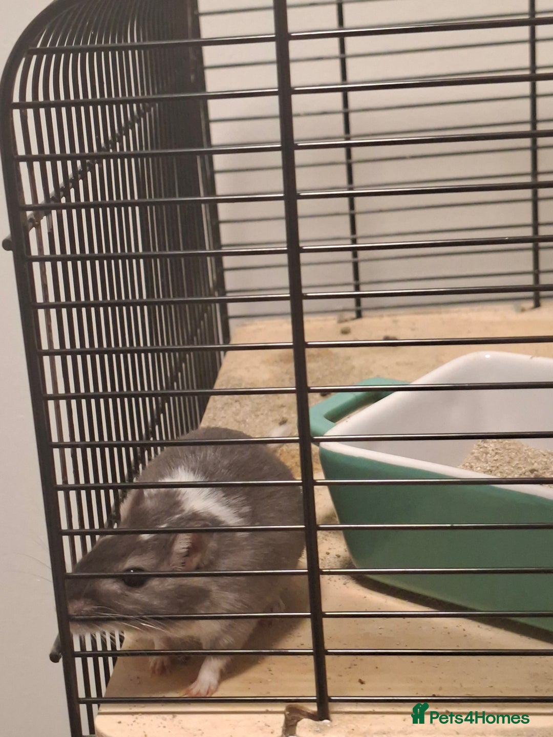 Gerbil rodents for sale: 2 gerbils 1 grey and white 1 black - Image 3