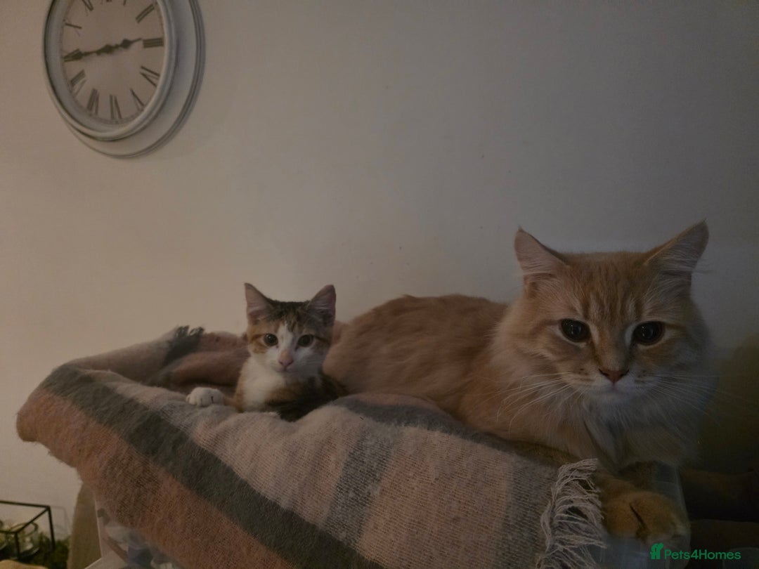 Mixed Breed cats for sale: Cats 4  - Advert 3