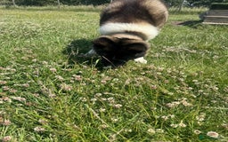 Akita dogs for sale: 2 Akita puppies 1 female 1 male  - Image 19
