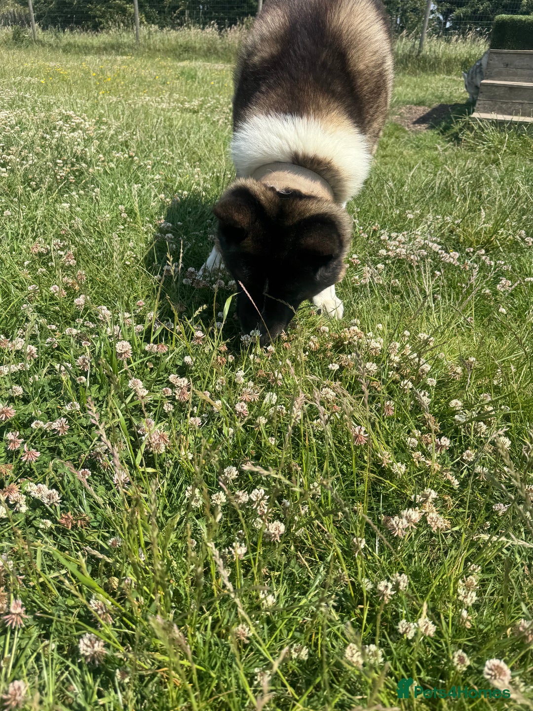 Akita dogs for sale: 2 Akita puppies 1 female 1 male  - Image 19
