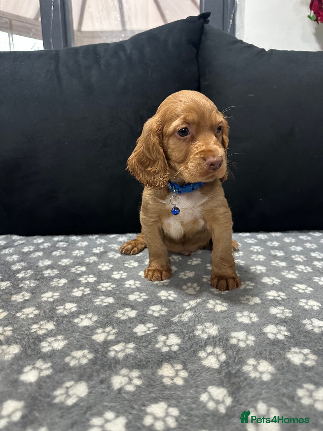 Cocker Spaniel dogs for sale: 3 beautiful cocker spaniel puppies left  - Advert 9