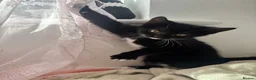 Mixed Breed cats for sale: 🐾 Beautiful Kittens Looking for Forever Homes 🐾 - Advert 2